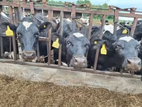 Toro, Russian Black pied cattle — foto 6