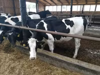 Vaca, Swiss cattle — foto 2