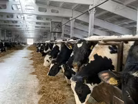 Cow, Holstein breed — photo 5
