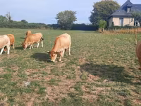 İnek, Aubrac cattle — foto 7