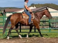 母马, Quarter Horse — 照片 2