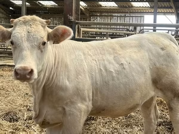 İnek, Charolais cattle