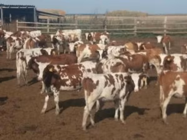 Raza Holstein