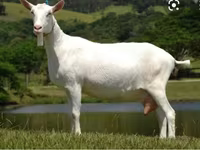 Cabro, Saanen goat — foto 4