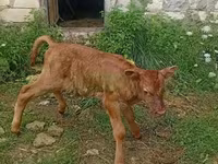Boğa, Sığır — foto 2