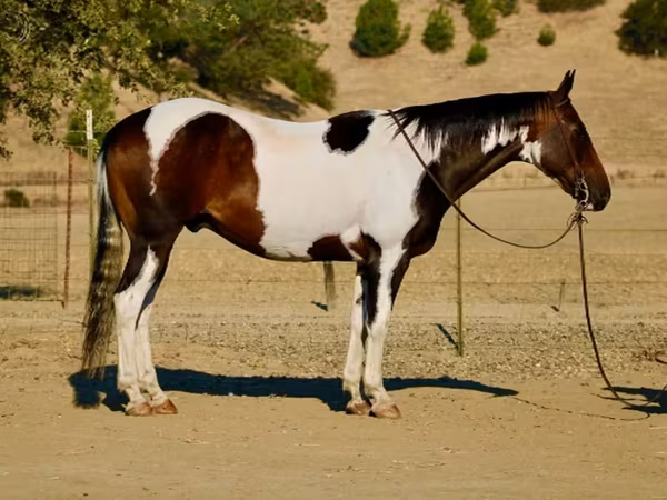 公马, National Show Horse