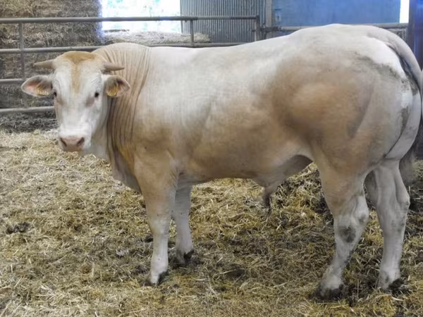 Boğa, Blonde d’Aquitane cattle