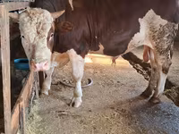 ثور, Simmental cattle — الصورة 1