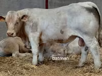 Boğa, Charolais cattle — foto 3
