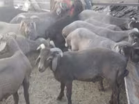 كبش, Arabi sheep — الصورة 2