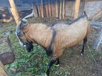 Oğlak, LaMancha goats — foto 1