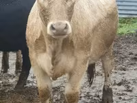 ثور, سلالة جيرسي — الصورة 3