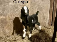 Cabro, Kamori goats — foto 2