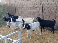 Ziegenbock, Saanen goat — Foto 3
