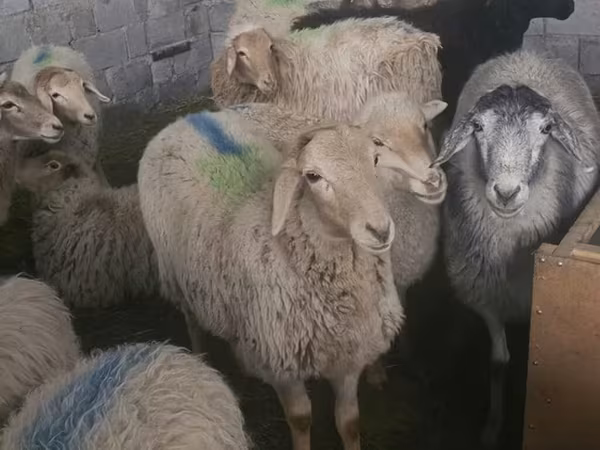 भेड़, Tian-Shan semifinewool sheep