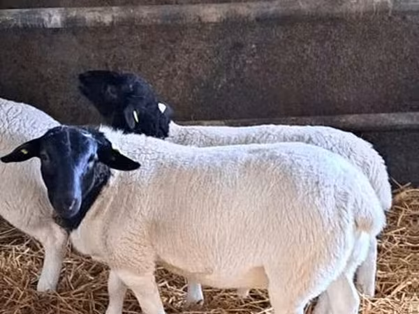 Koç, Dorper sheep