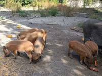 Boar, Вьетнамская вислобрюхая — photo 3