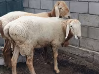 Widder, Arashan sheep — Foto 4