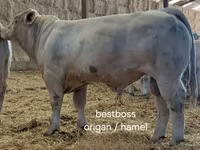 Boğa, Charolais cattle — foto 6