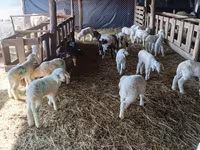 Koyun, Awassi sheep — foto 2