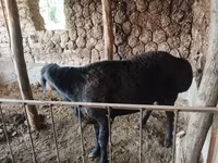 Koç, Red Karaman sheep — foto 4