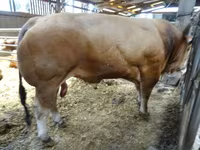 Boğa, Partenaise cattle — foto 3