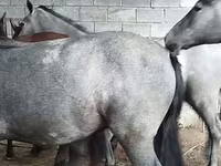 घोड़ा, Horse breed — फ़ोटो 3