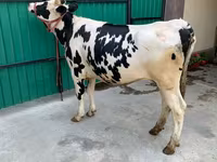 İnek, Holstein ırkı — foto 5