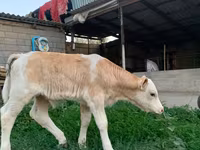 सांड, मोंबेलियार्ड — फ़ोटो 2