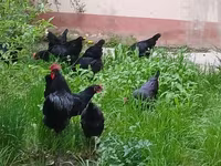 Moskova Black — foto 6