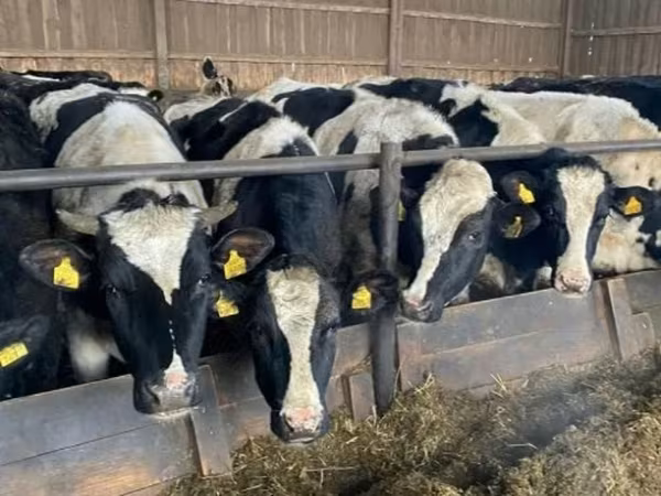 Vaca, Russian Black pied cattle