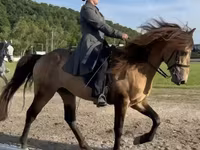 घोड़ा, Rocky Mountain Horse — फ़ोटो 3