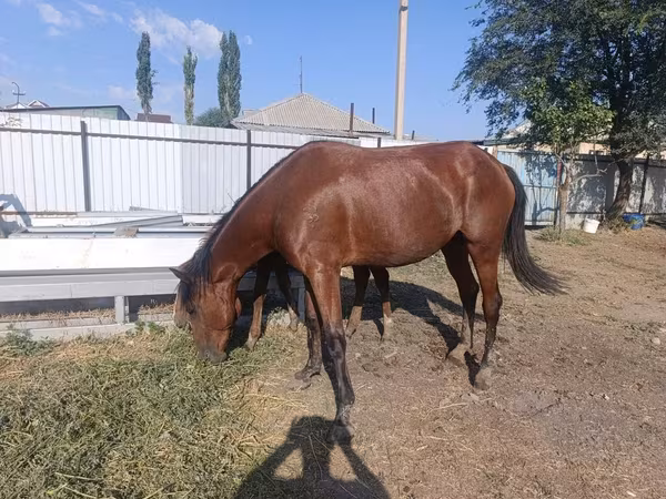 घोड़ी, Thoroughbred horse