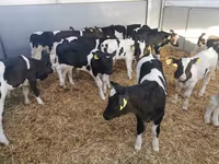 公牛, Cattle — 照片 8