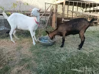 Keçi, Saanen goat — foto 1