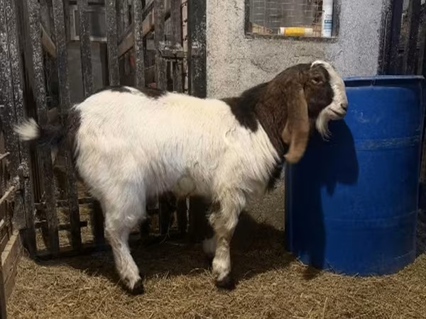 Cabro, Kamori goats