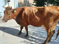 بقرة, Red Estonian cattle — الصورة 1