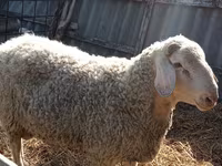 Widder, Assaf sheep — Foto 2