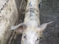 Boar, Дюрок — photo 2