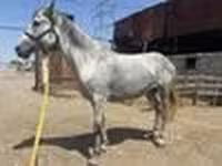 فرس, Orlov Trotter — الصورة 7