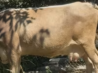 母牛, Cattle — 照片 1
