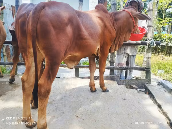 सांड, मवेशी