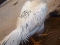 Chickens — photo 5