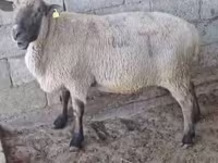 Koç, Hampshire sheep — foto 2