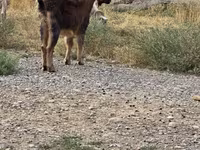 बकरा, बकरियाँ — फ़ोटो 1