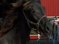 Hengst, Rocky Mountain Horse — Foto 8
