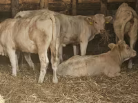 بقرة, Charolais cattle — الصورة 1