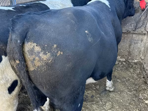 Bull, Cattle