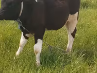 Boğa, Holstein ırkı — foto 1