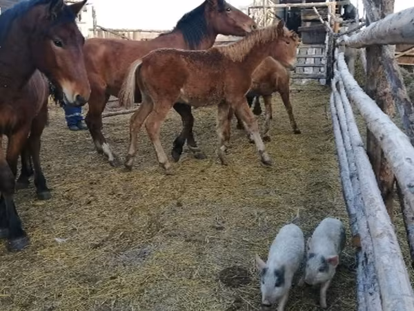Yegua, Caballos